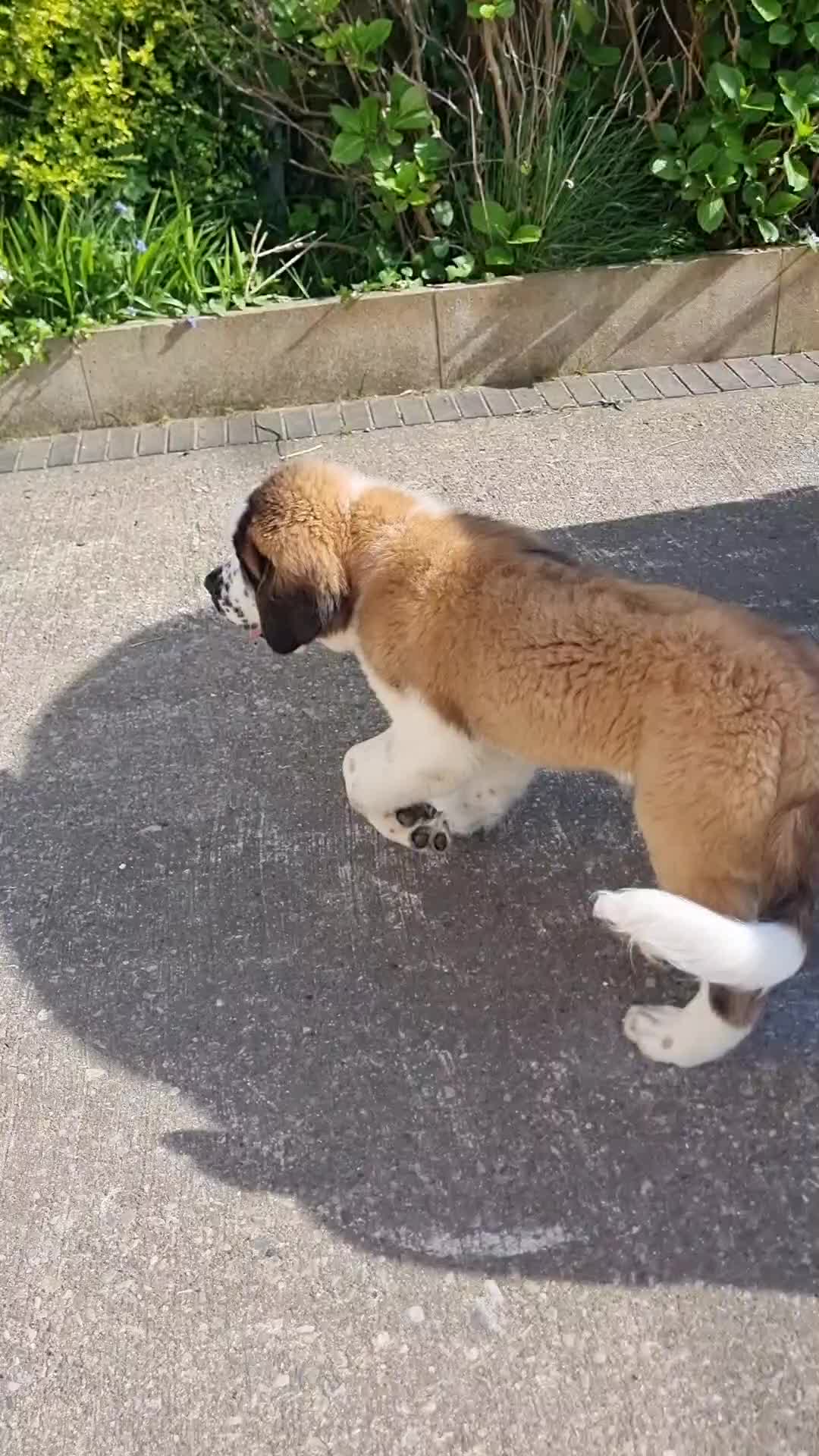 Saint Bernard dogs for sale: Beautiful 10 month old male saint bernard - Video 1