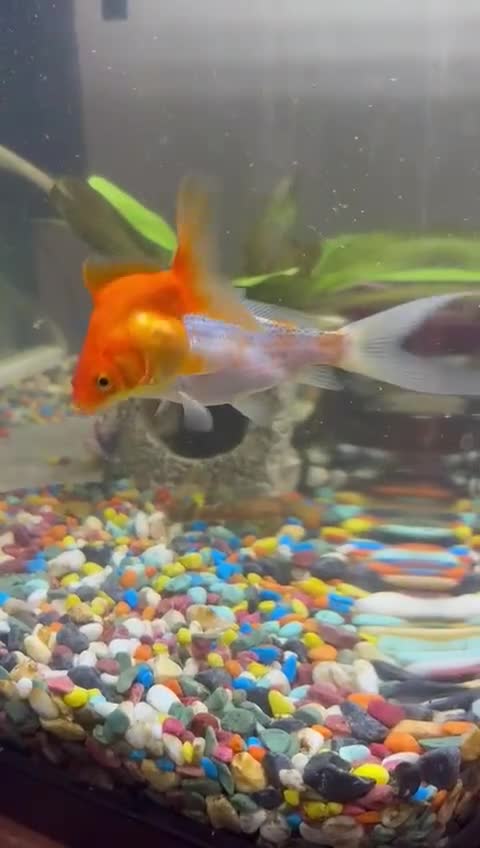 Koi Carp fish for sale: Koi carp - Video 1