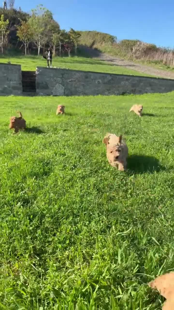 Poochon dogs for sale: 🐾 Beautiful Poochon Puppies – 4 Girls & 1 Boy 🐾 in Ruthin - Video 3