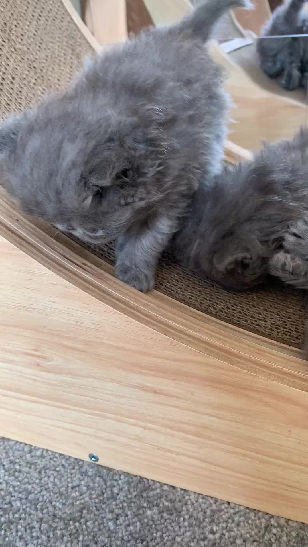 Persian cats for sale: *5 Generations Pedigree Persian Kittens - Video 2
