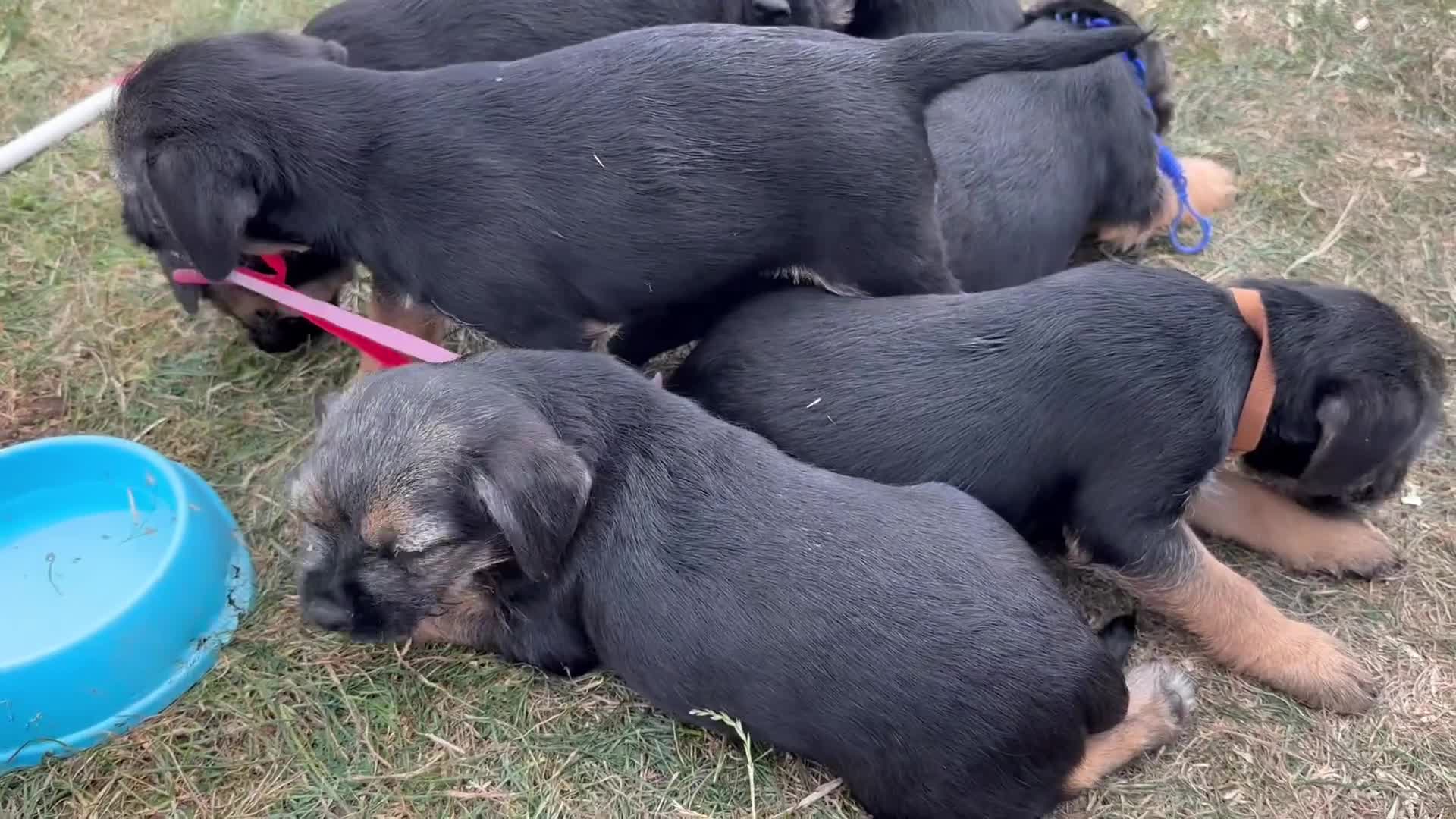 Border Terrier dogs for sale: Beautiful Border Terrier Pups - Video 2