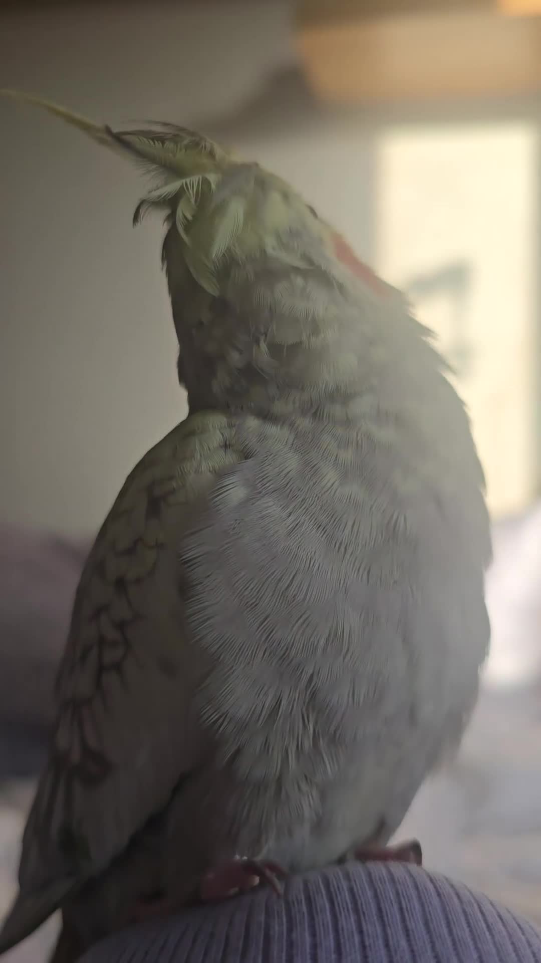 Cockatiels birds for sale: Cockatiel for sale (read description) - Video 1