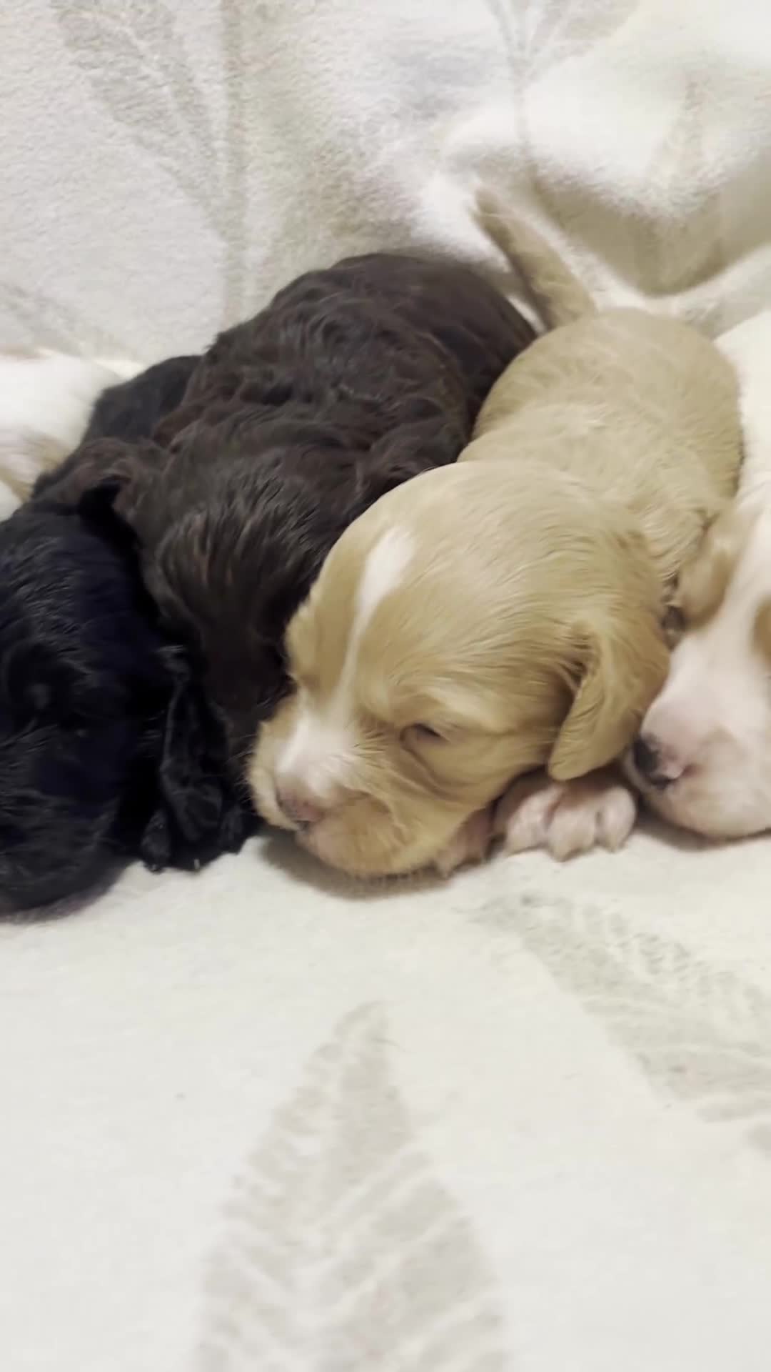 Cockapoo dogs for sale: Beautiful F1 Cockapoos For Sale  - Video 3
