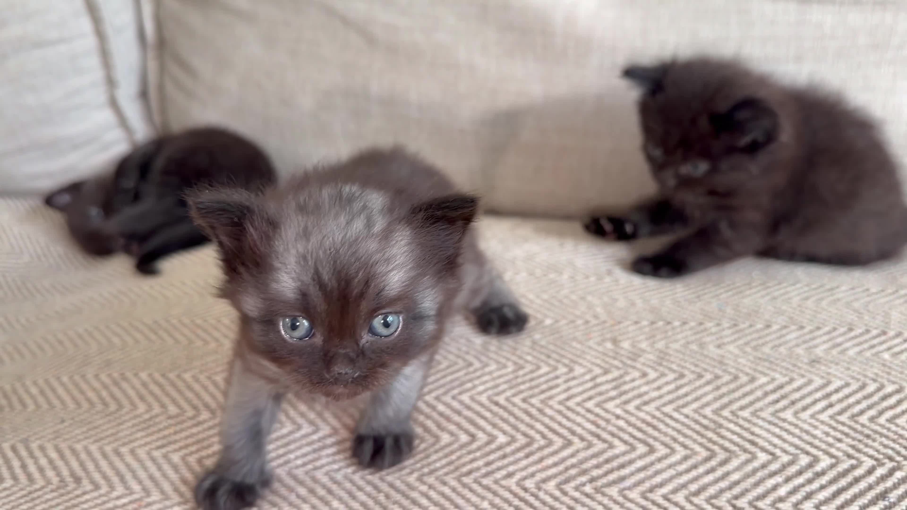 British Shorthair cats for sale: Beautiful British Shorthair Cross Kittens 🐾 - Video 1