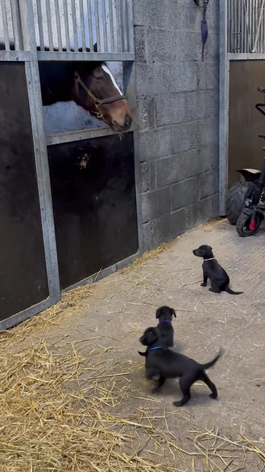 Mixed Breed dogs for sale: First cross Bedlington Whippets  - Video 2