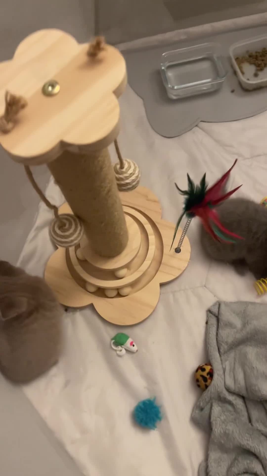 British Shorthair cats for sale: GCCF registered Champion bloodline BSH kittens - Video 1