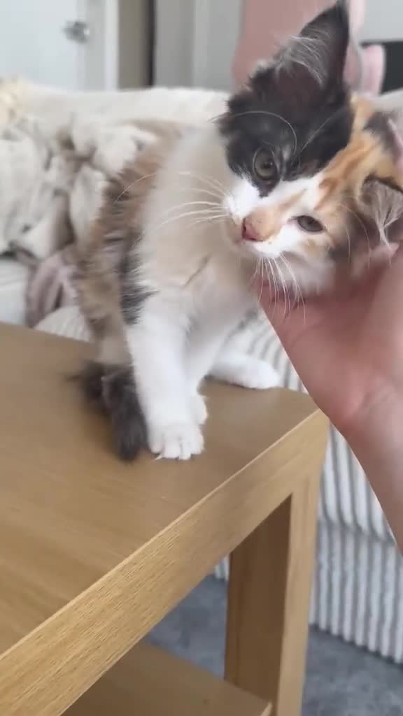 Mixed Breed cats for sale: *ONLY ONE LEFT* Happy, friendly litter of Kittens - Video 1