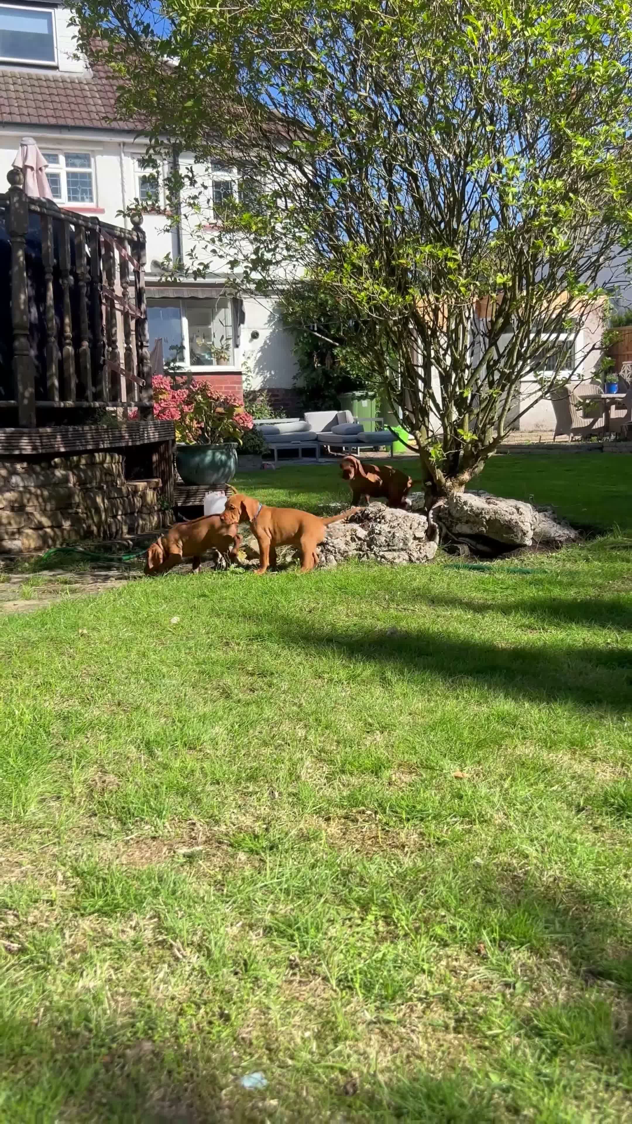 Hungarian Vizsla dogs for sale: 5 handsome hungarian vizsla puppies for sale - Video 1