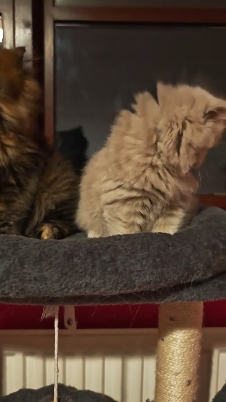 British Longhair cats for sale: British Longhair fawn boy available  - Video 3