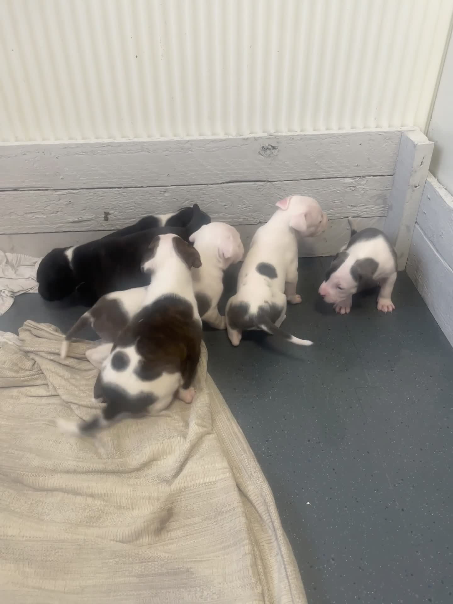 Mixed Breed dogs for sale: Staffordshire bull terrier cross - Video 1