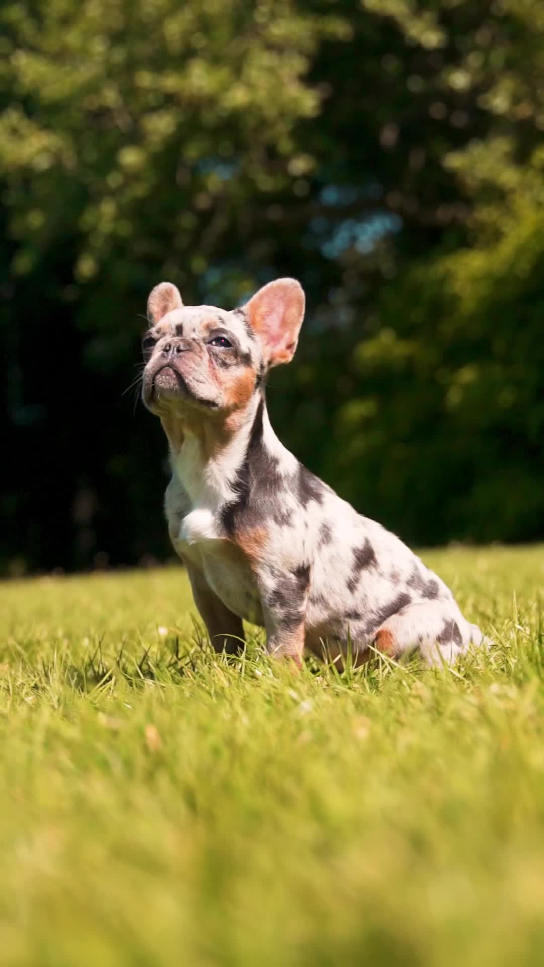 French Bulldog dogs for sale: 🐾Female Merle French bulldog💖 - Video 1