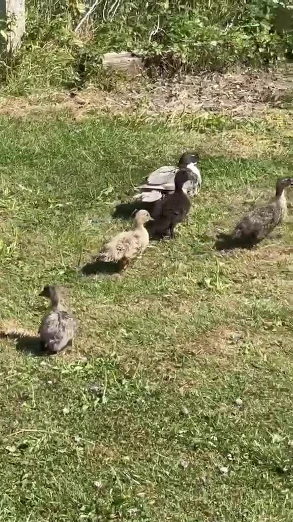 Ducks poultry for sale: Mixed call ducklings & mummy duck. in Preston - Video 1