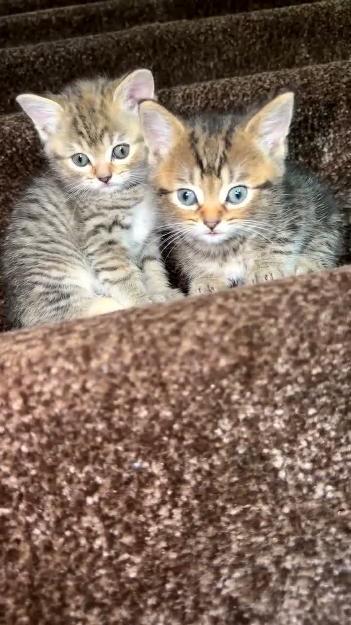 Persian cats for sale:  Beautiful Kittens Looking for Their Forever Homes in Rochdale - Video 2