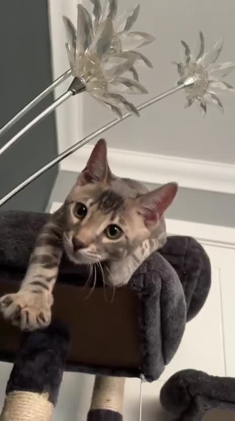 Bengal cats for sale: Blue rossetted boy bengal - Video 1