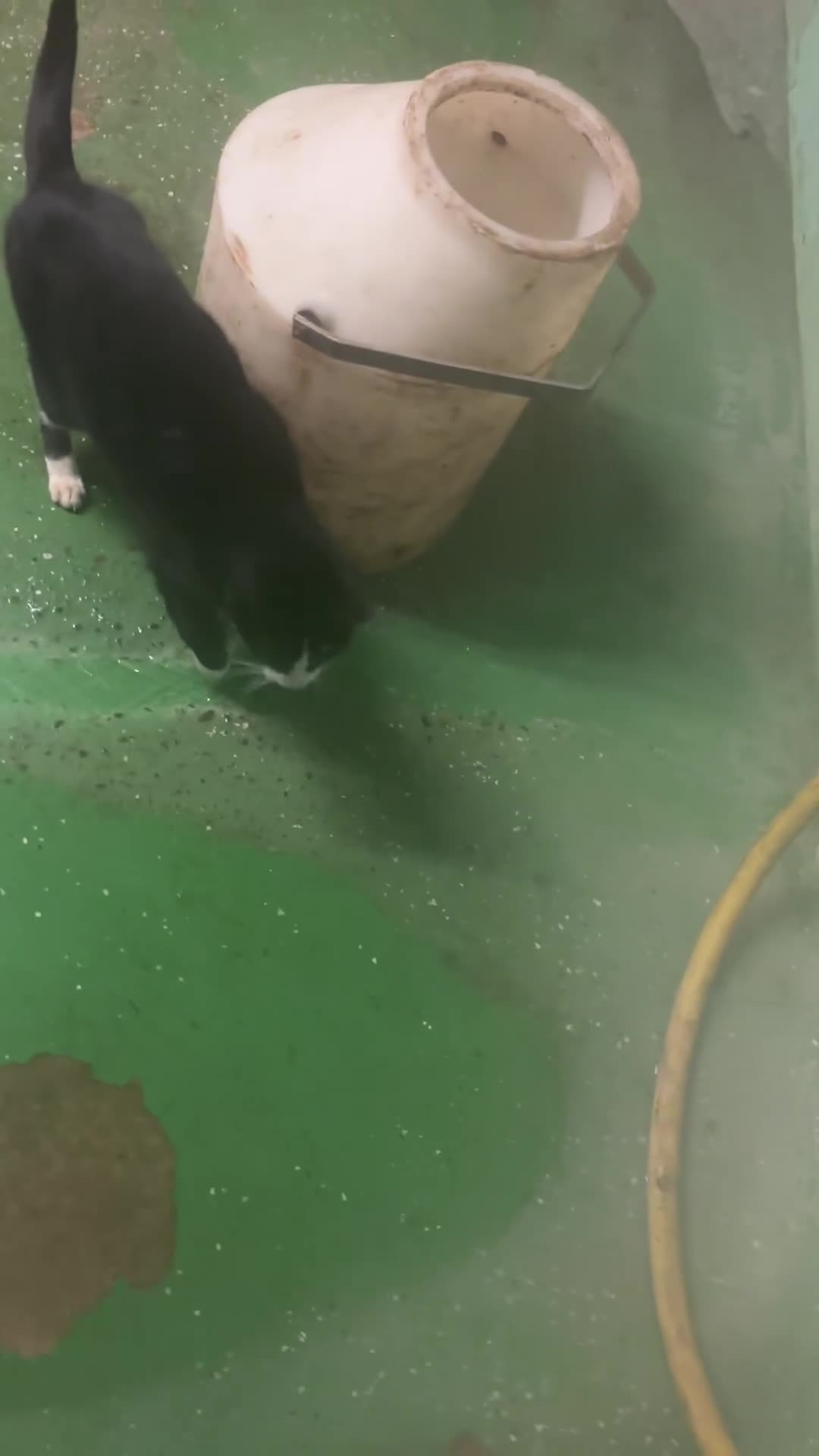 British Shorthair cats for sale: Male British shorthair - Video 1