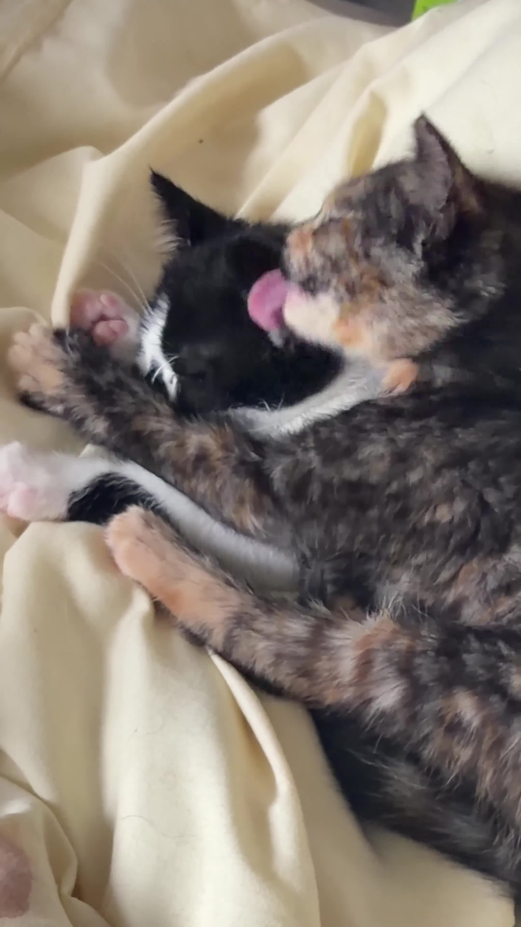 Mixed Breed cats for sale: Tortie & Black and White kittens!  in York - Video 4