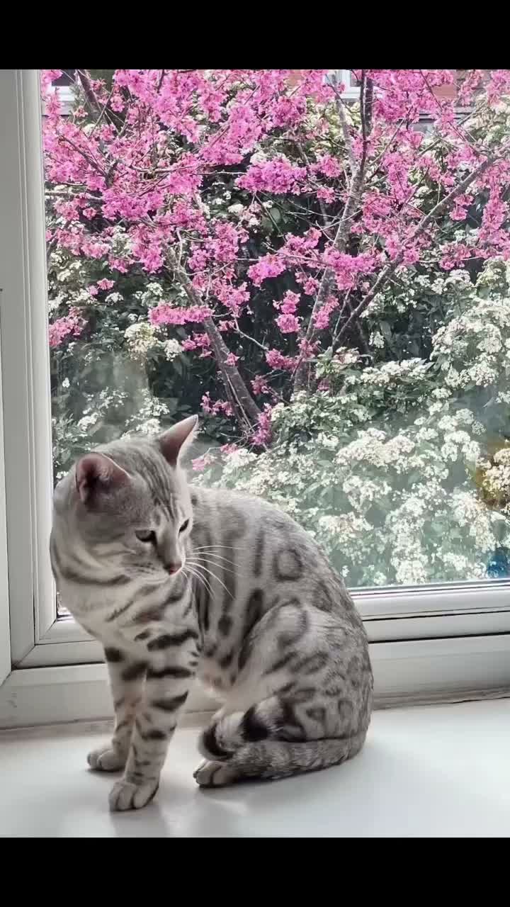 Bengal cats for stud: Bengal stud  - Video 1