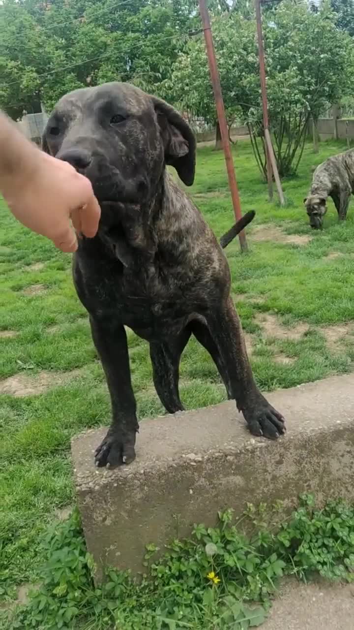 Presa Canario dogs for sale: Presa Canario Puppies Spanish x Serbian Imports - Video 1