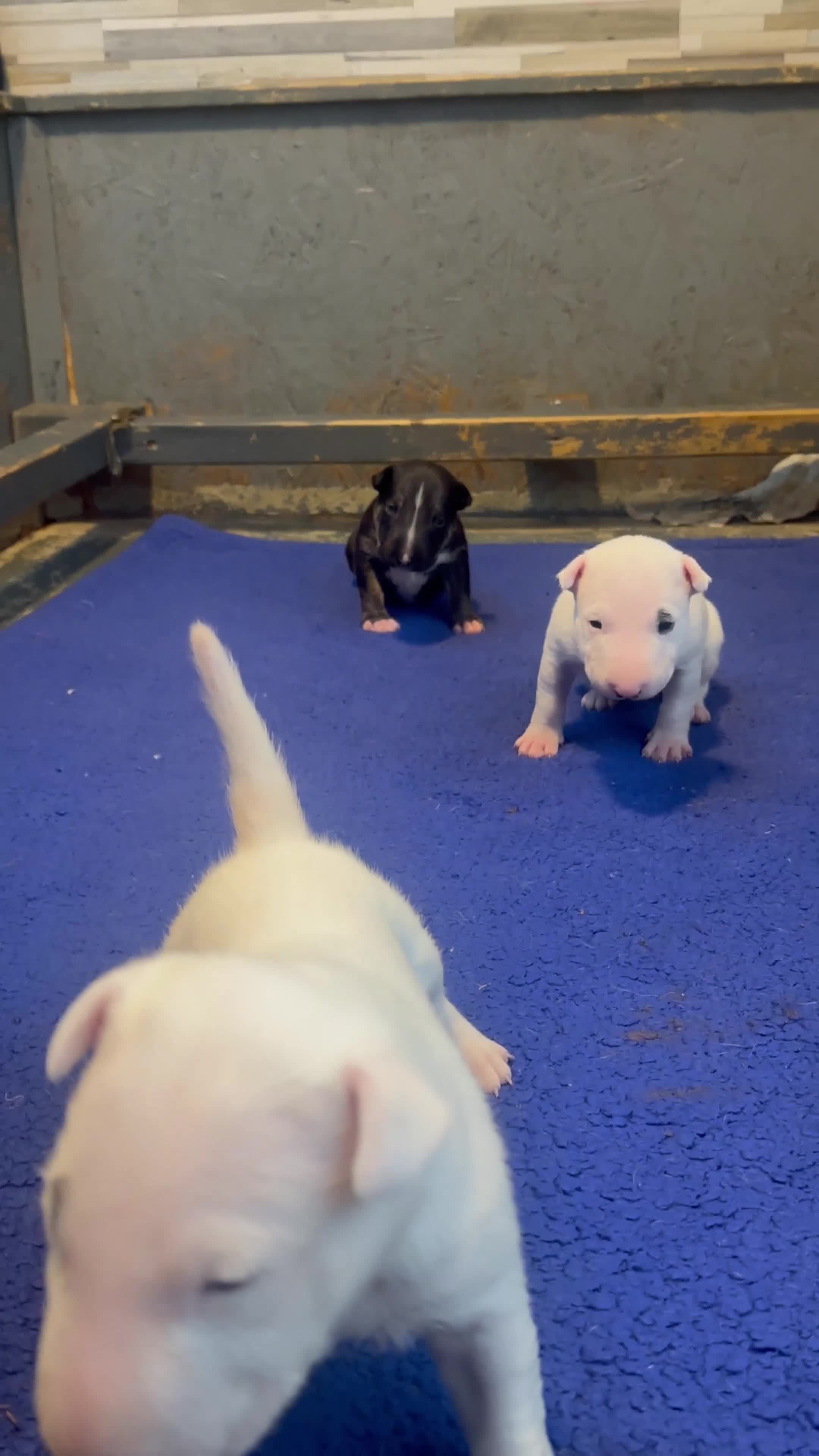 English Bull Terrier dogs for sale: English Bull Terriers Champion Bloodlines  - Video 1