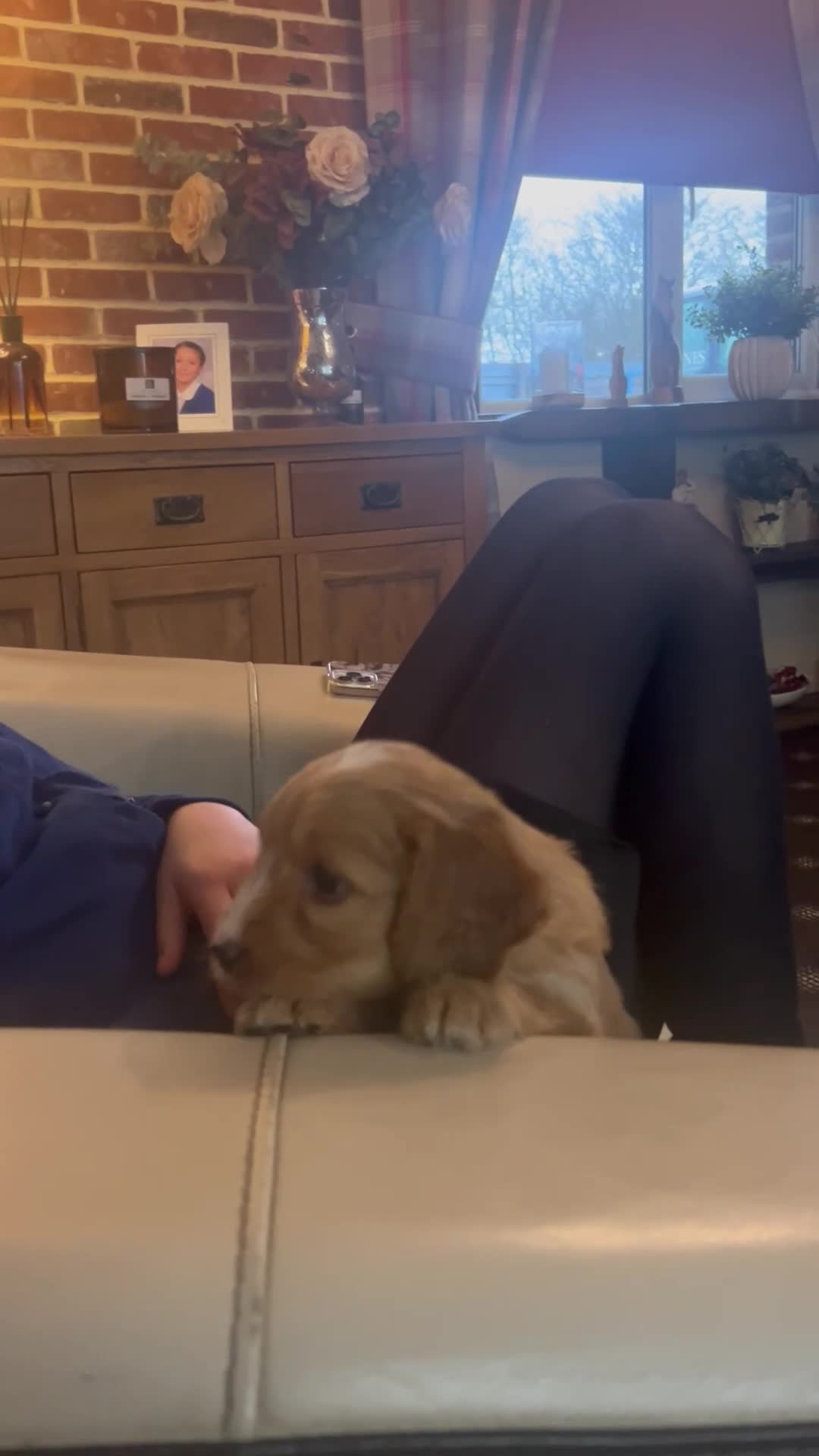 Cockapoo dogs for sale: F1 cockapoos  - Video 1