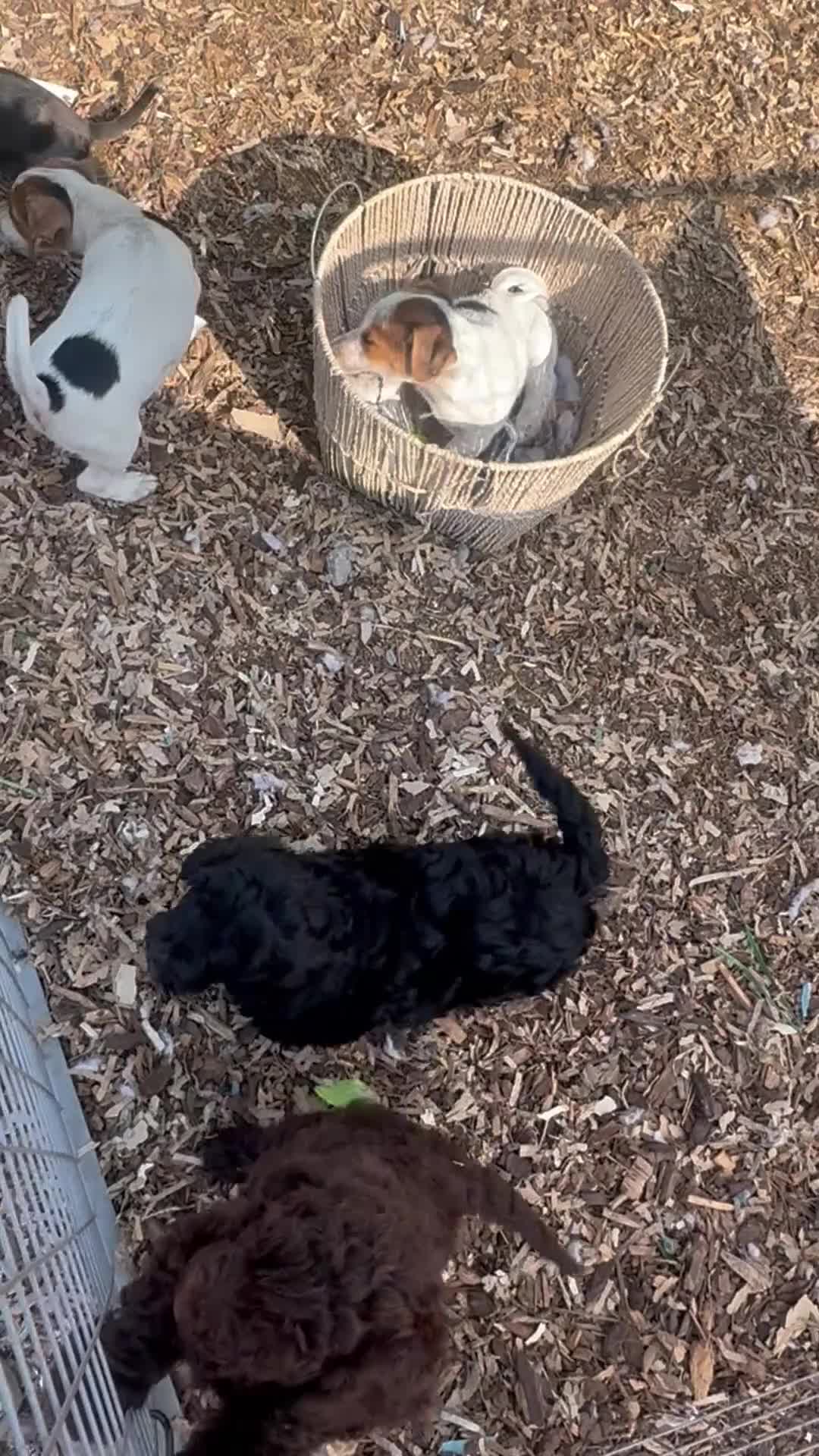 Cockapoo dogs for sale: Teddybears - Video 1