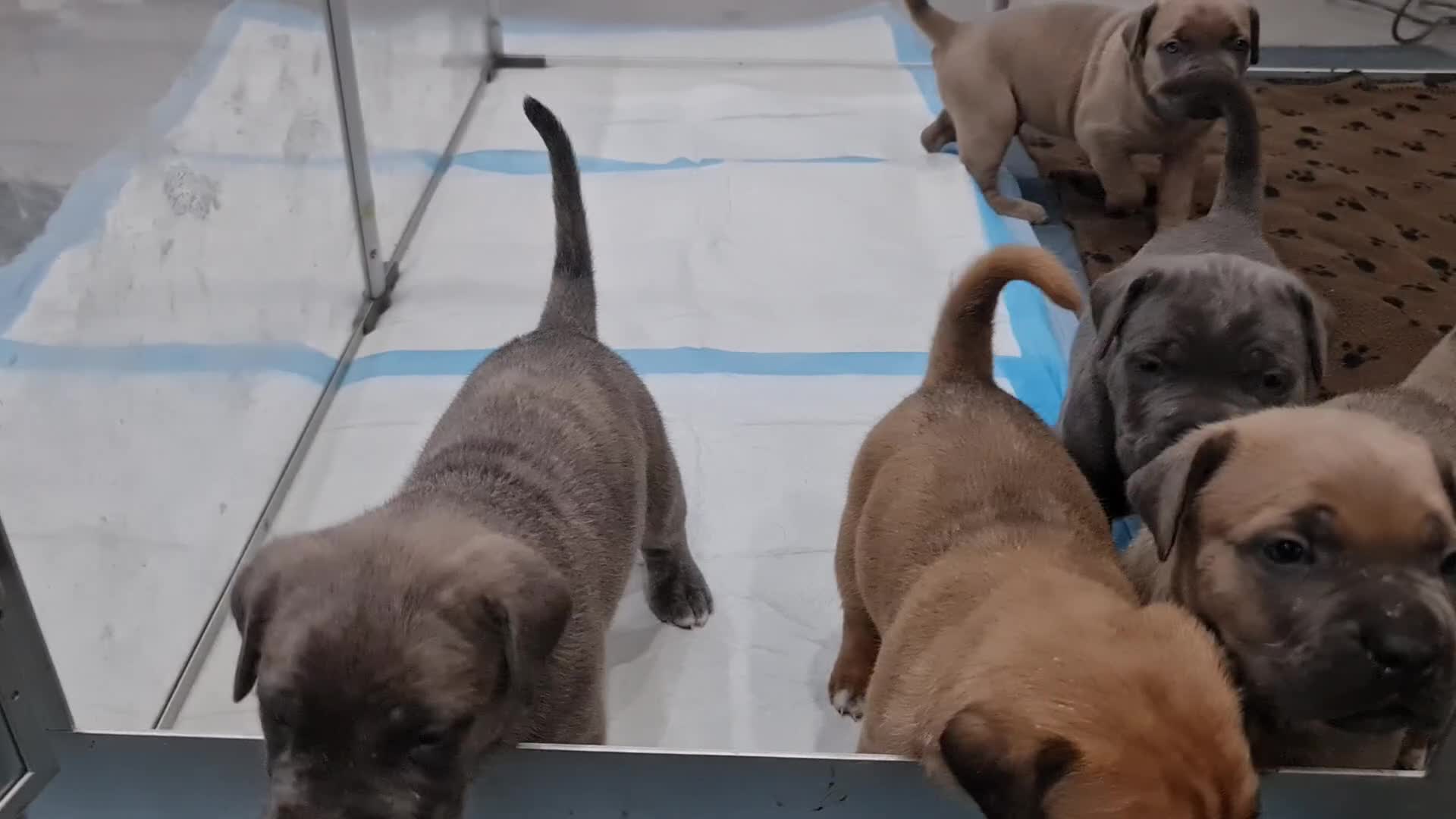 Cane Corso dogs for sale: Cane Corso Puppies in Wolverhampton - Video 1
