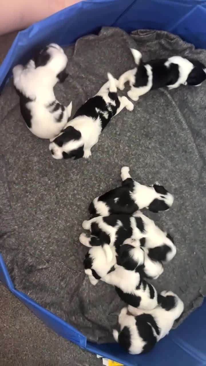 Shih Tzu dogs for sale: Shih Tzu Puppies - Video 2