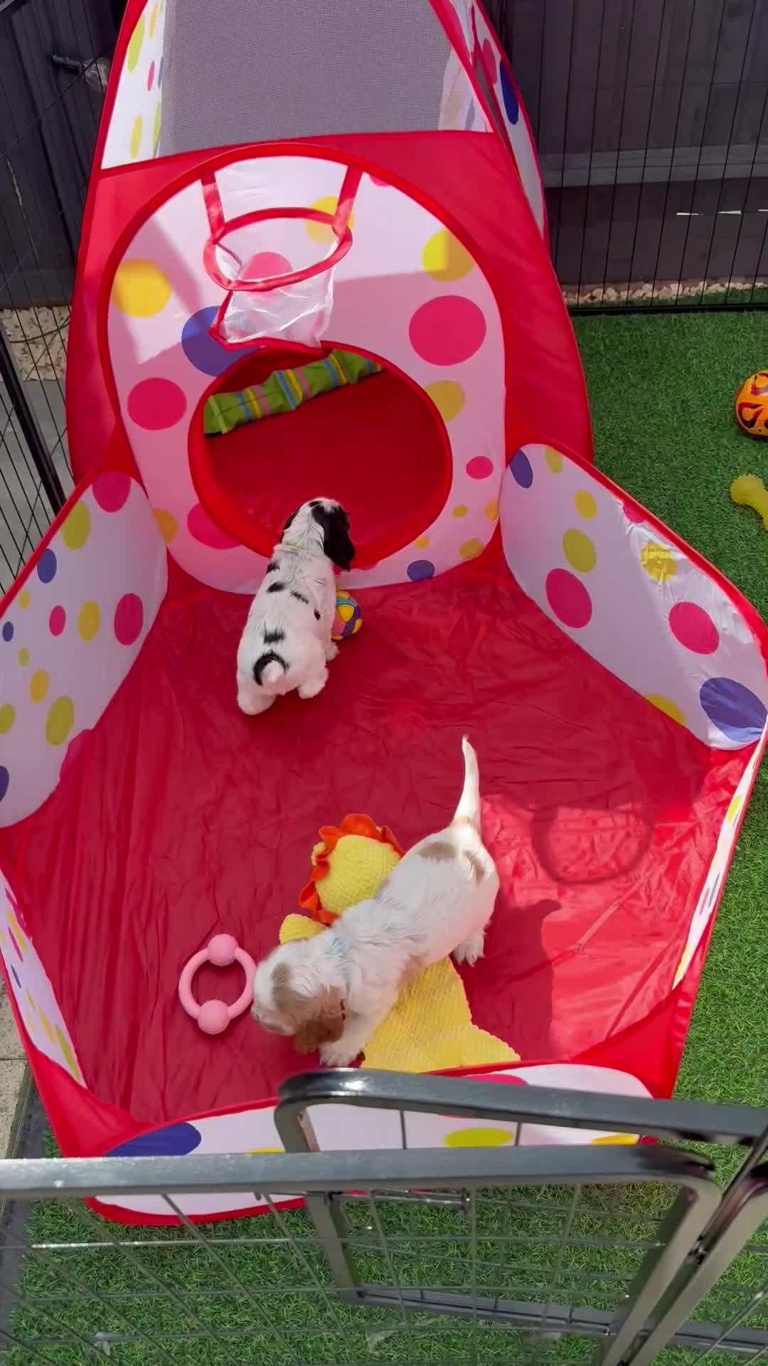 Cocker Spaniel dogs for sale: 🍋REAVAILABLE KC lemon roan show cocker - Video 4