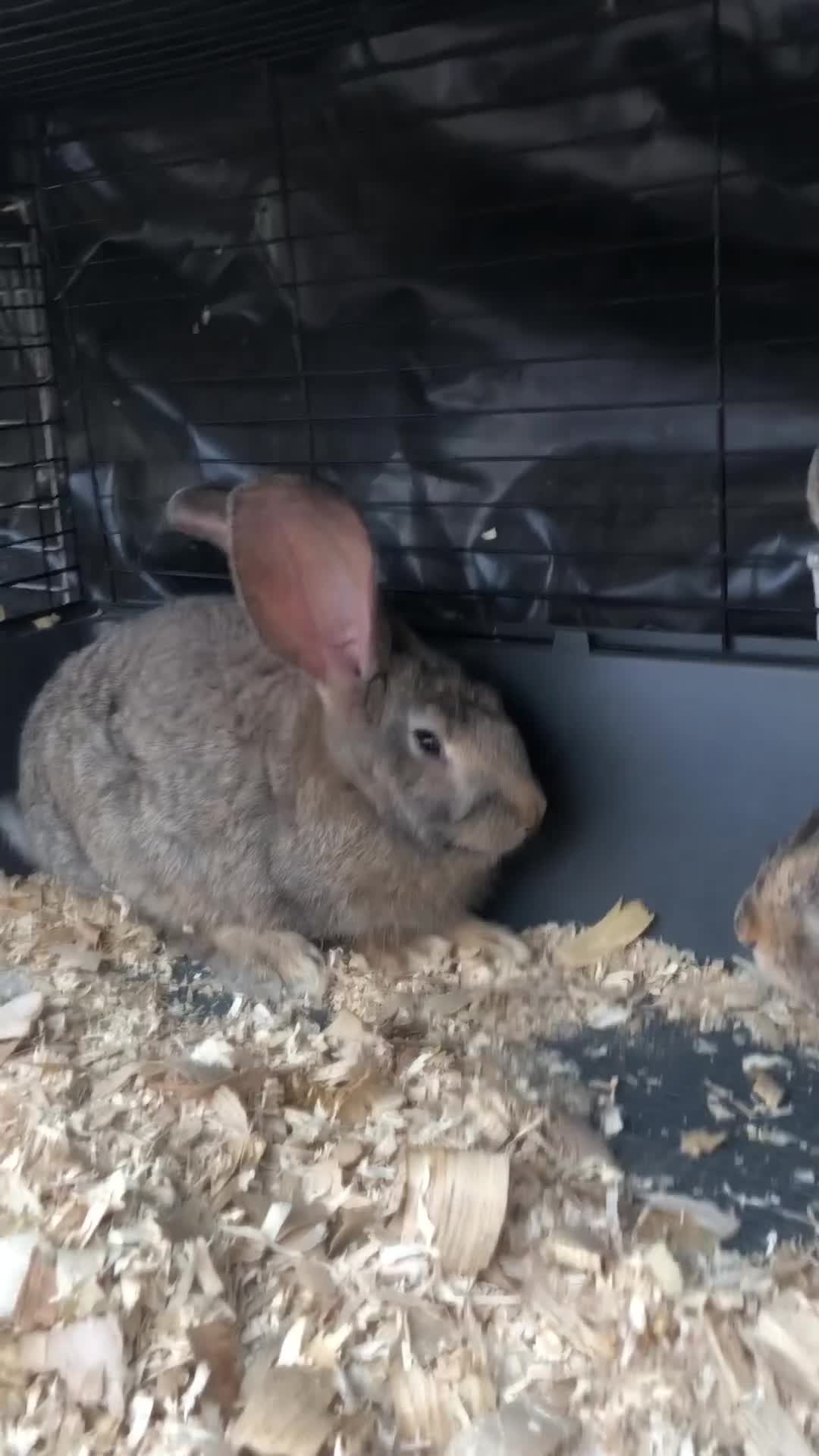 Continental Giant rabbits for sale: Continental giants  - Video 1