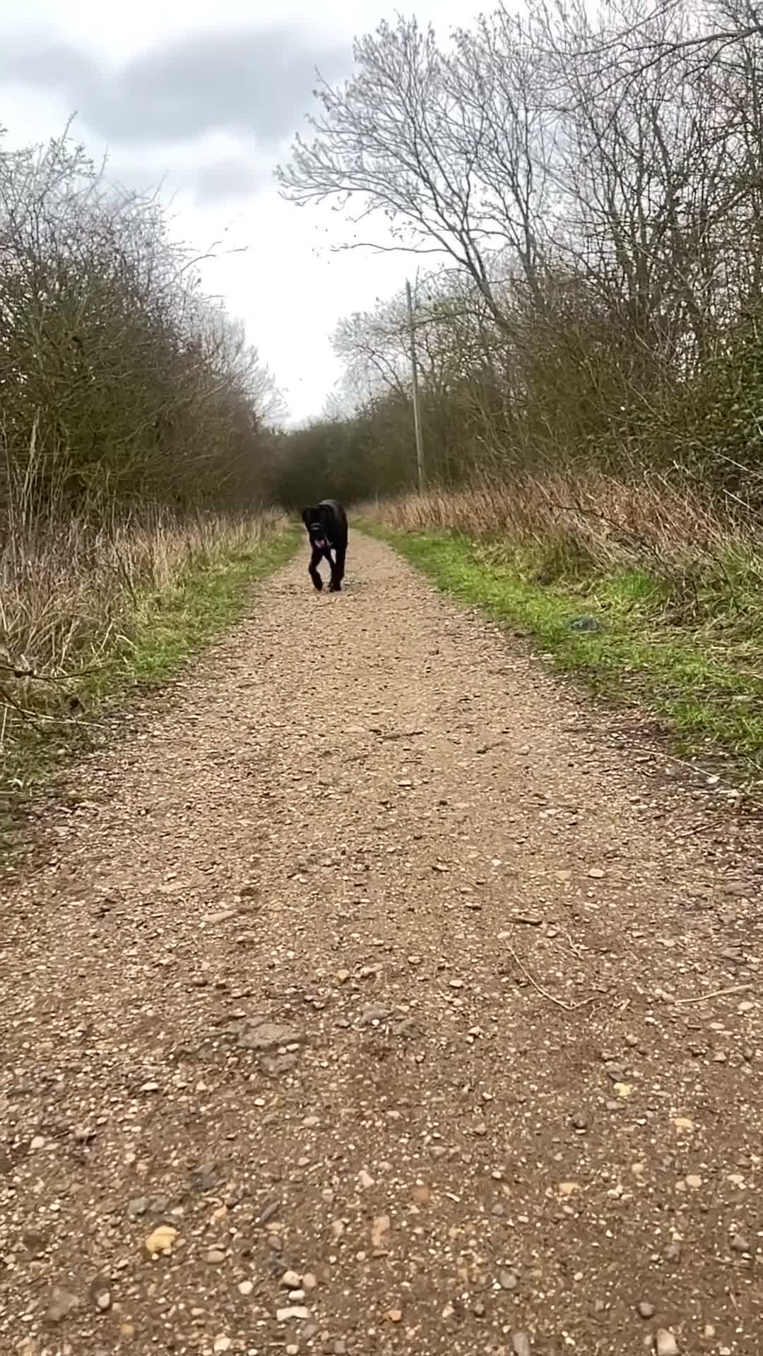 Cane Corso dogs for sale: Cane corso boy 9 months old  in Peterborough - Video 2