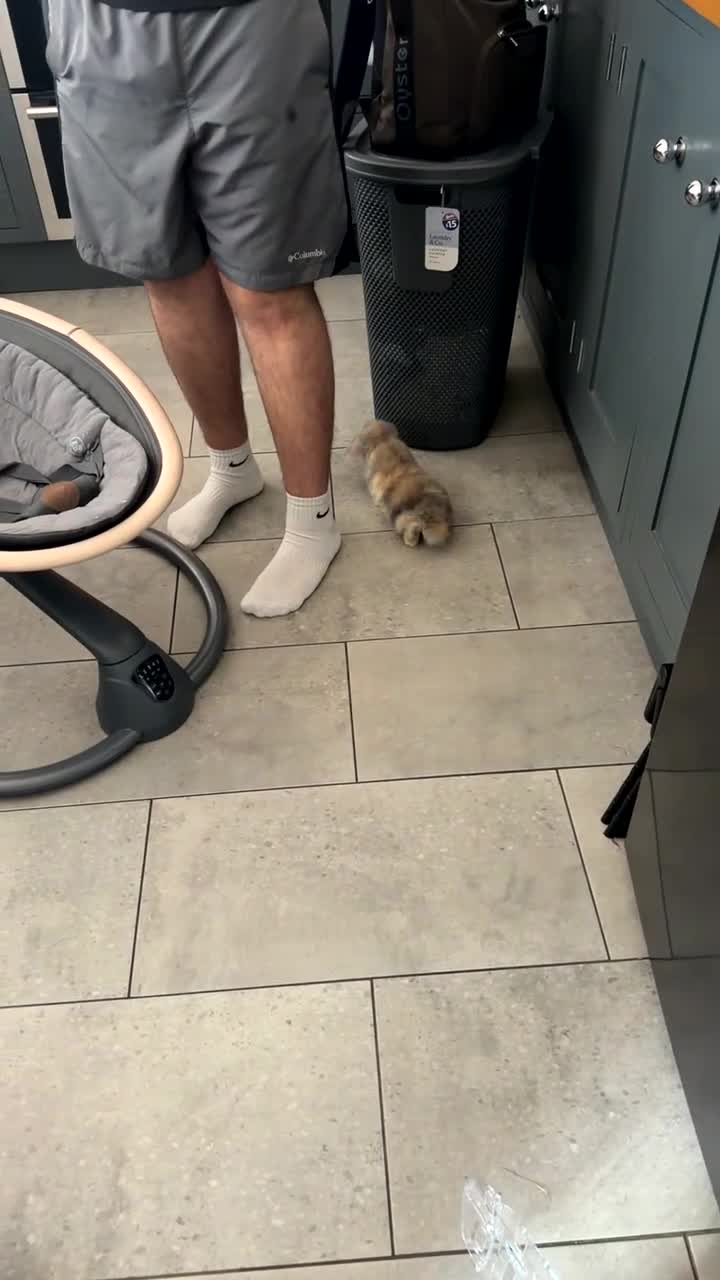Mini Lop rabbits for sale: Male mini lop (read description)  in Winsford - Video 3