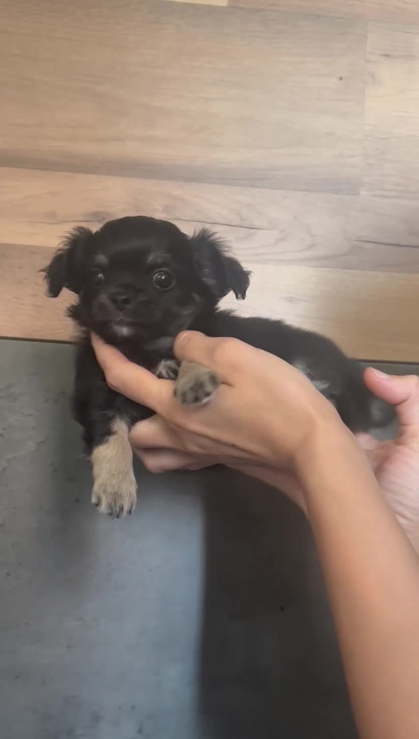 Chihuahua dogs for sale: Chihuahua Puppies Looking for Their Forever Homes  - Video 1