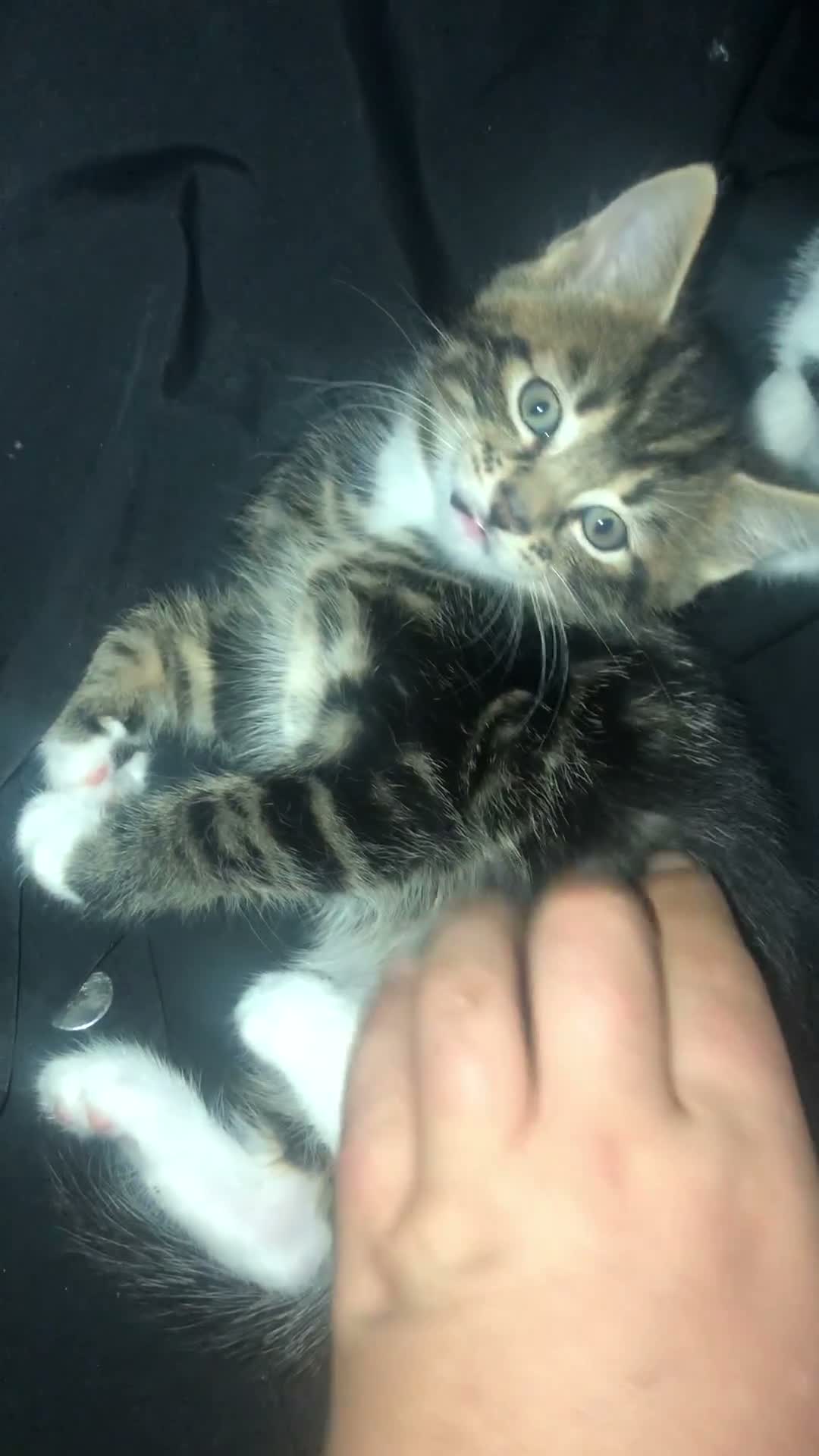 Mixed Breed cats for sale: Beautiful kitten  - Video 1