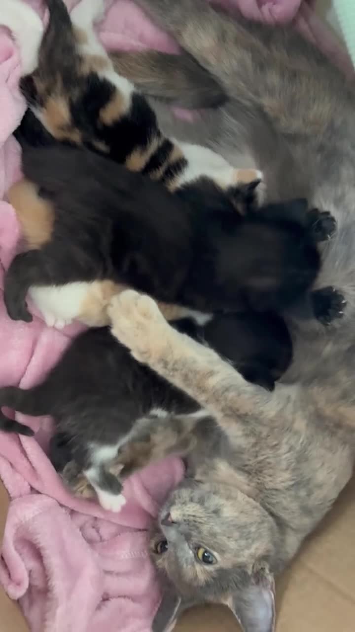 Mixed Breed cats for sale: Kittens for sale  - Video 1