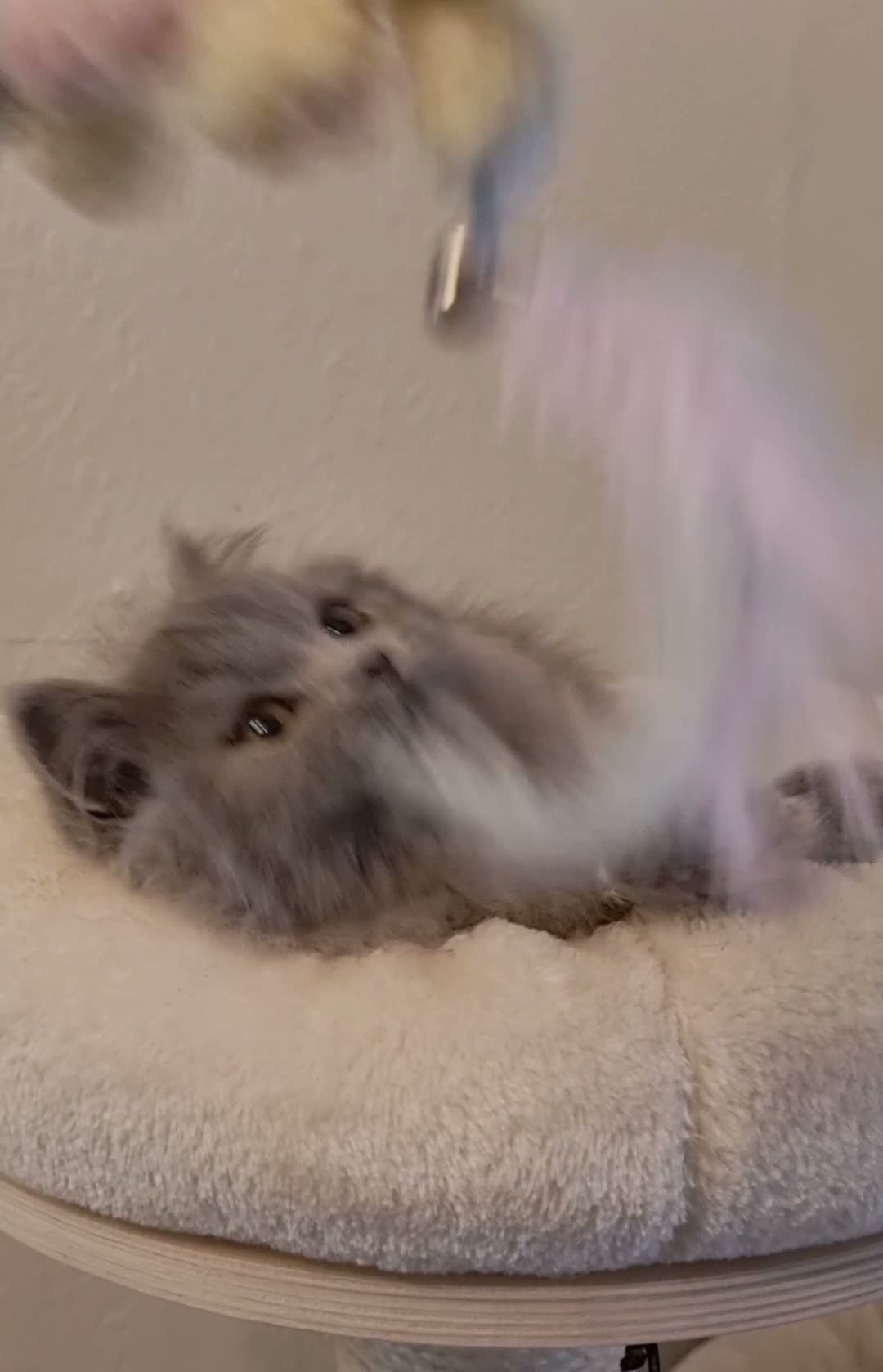 British Shorthair cats for sale: Stunning British Shorthair & Longhair Kittens  - Video 1