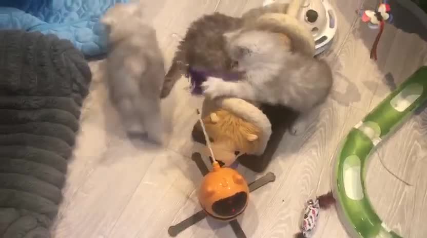 Persian cats for sale: Persian Kittens  - Video 1