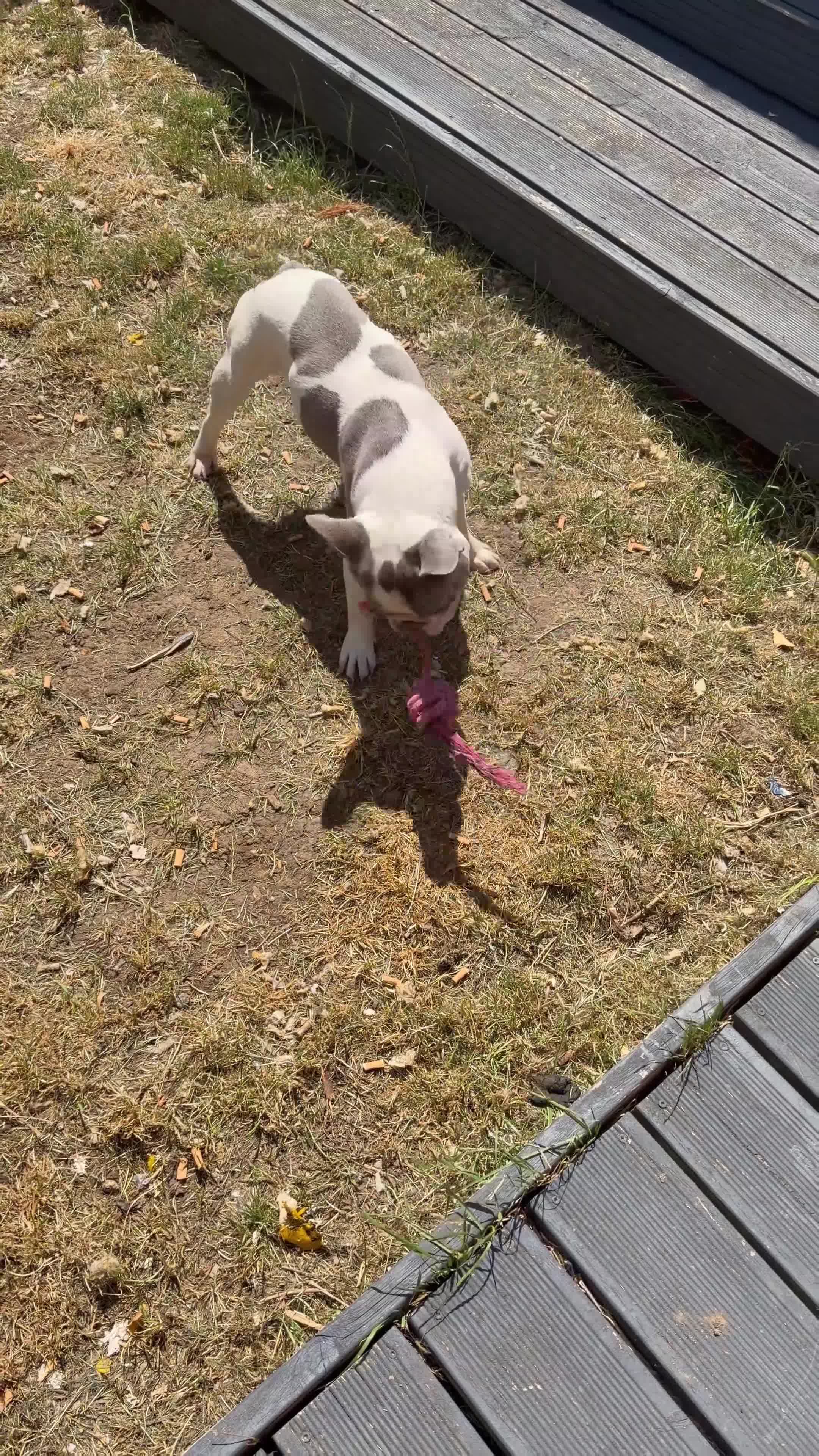 French Bulldog dogs for sale: French Bulldog - still available 24/9 - Video 1