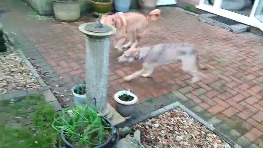 Mixed Breed dogs for adoption: 🌿Lovely GRACE – for a Confident & Loving Home🌿 - Video 1