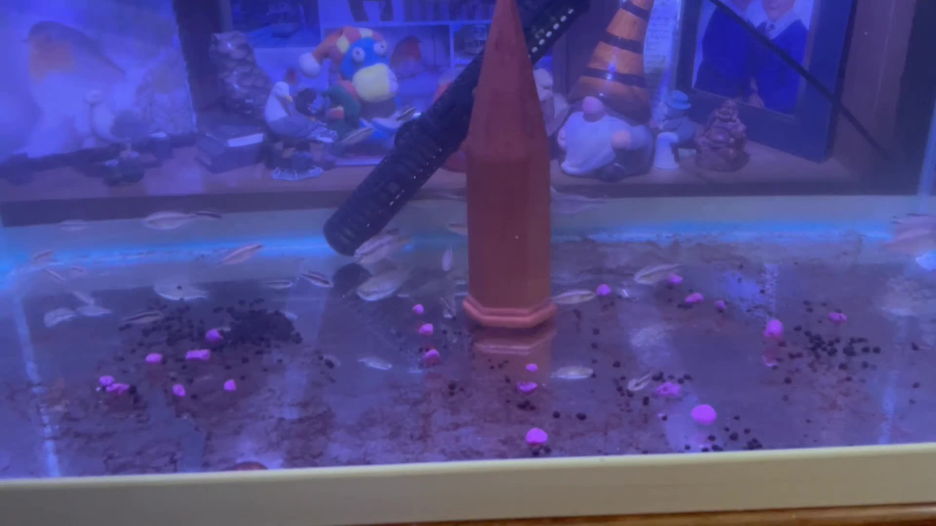 Cichlids fish for sale: Kribensis various sizes & breeding pair for sale  - Video 1