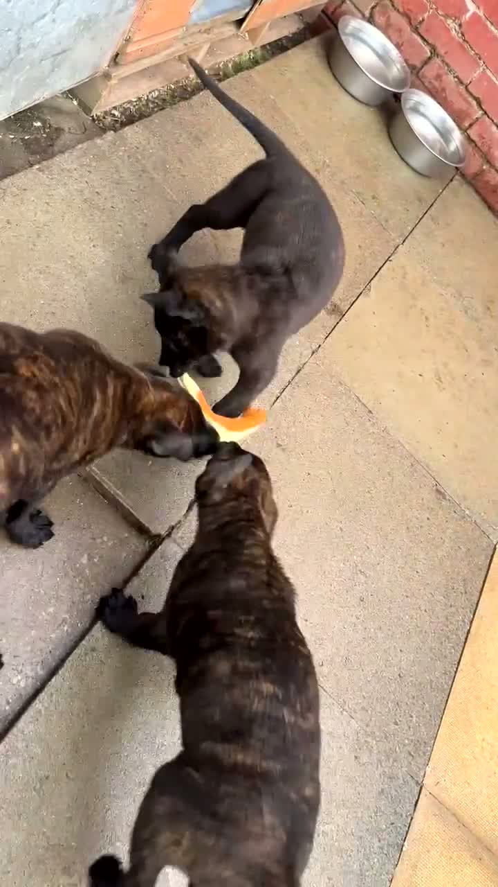 Belgian Shepherd Dog dogs for sale: Dutch herder’s for sale  in Liverpool - Video 1