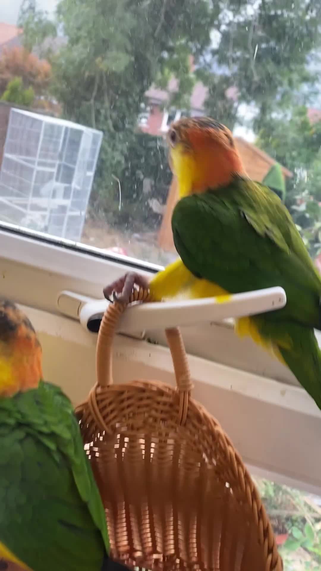 Parrots birds for sale: Qaiques ( baby) - Video 1