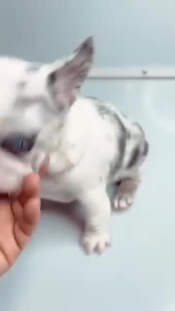 French Bulldog dogs for stud: ‼️FIRST 3 FEMALES AT A DISCOUNTED FEE‼️koitastic in Clacton-on-Sea - Video 1