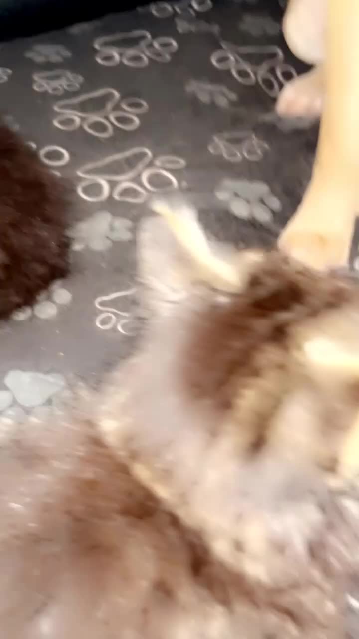 Mixed Breed cats for sale: 3 beautiful kittens ❤️ - Video 1