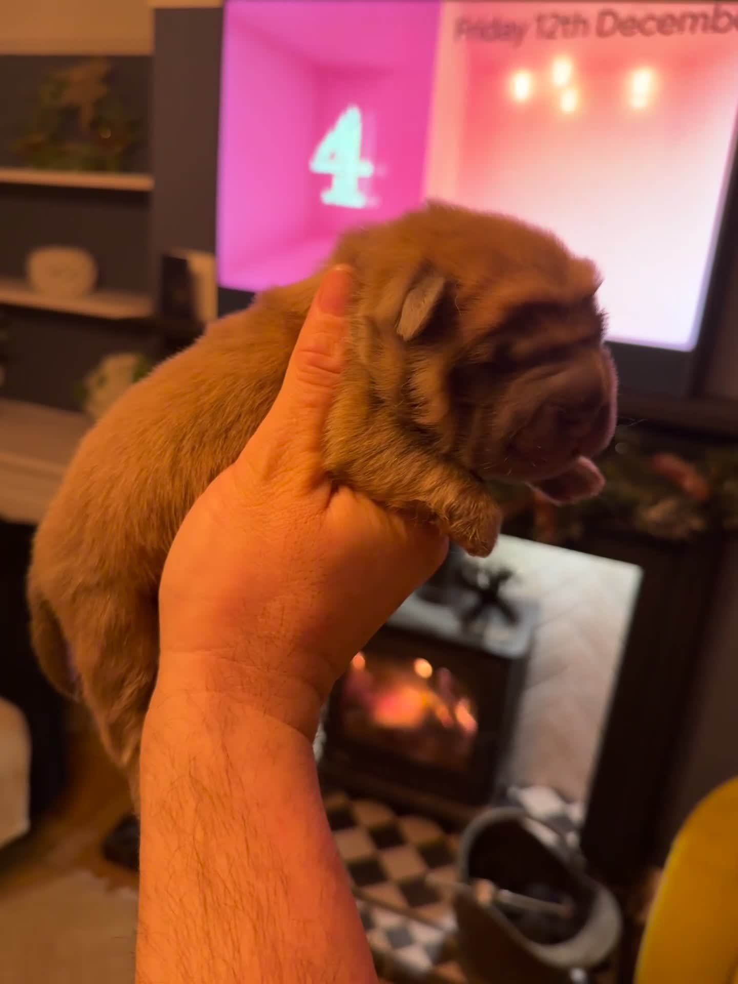 Shar Pei dogs for sale: Gorgeous bears  - Video 1