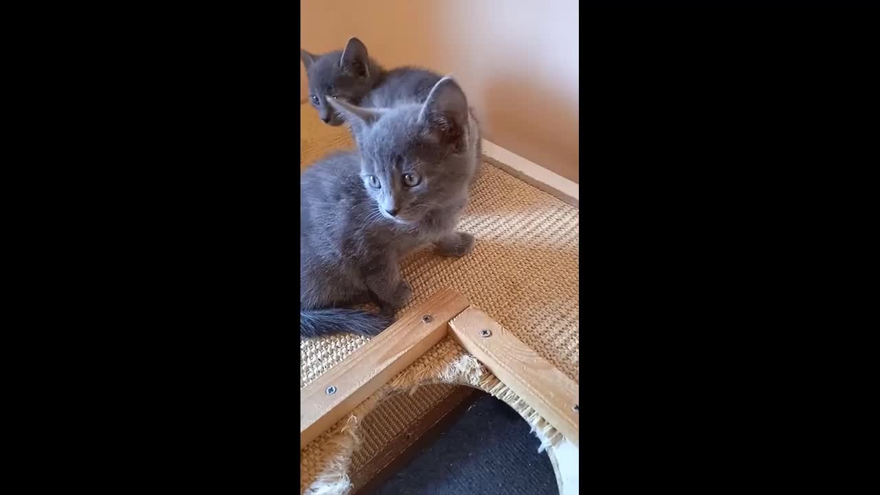 Russian Blue cats for sale: Russian Blue Kittens - 2 Boys left - Video 1