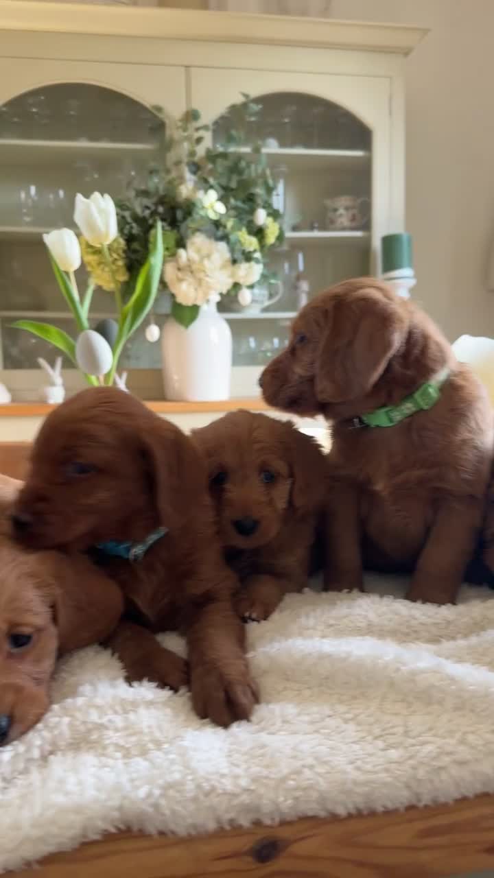 Labradoodle dogs for sale: Stunning Red F1 Labradoodles - Video 1