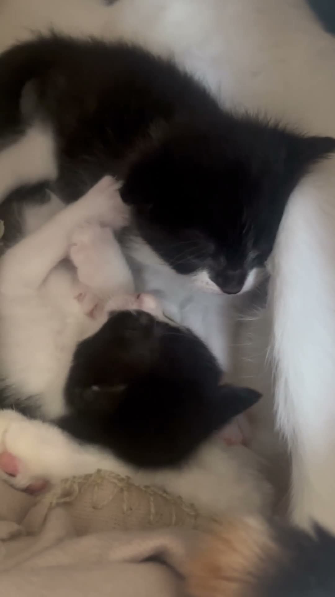 Mixed Breed cats for sale: 🐾 Beautiful Black & White Kittens 🐾 - Video 1