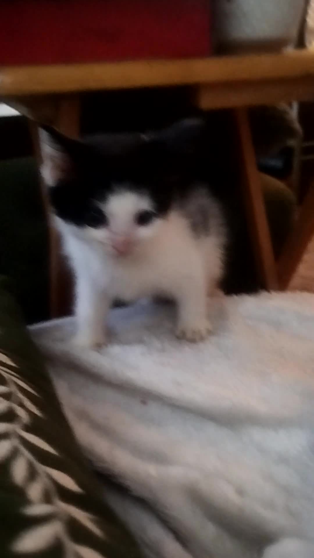 Mixed Breed cats for sale: Batman, Robin and Princess Noodle - Video 1