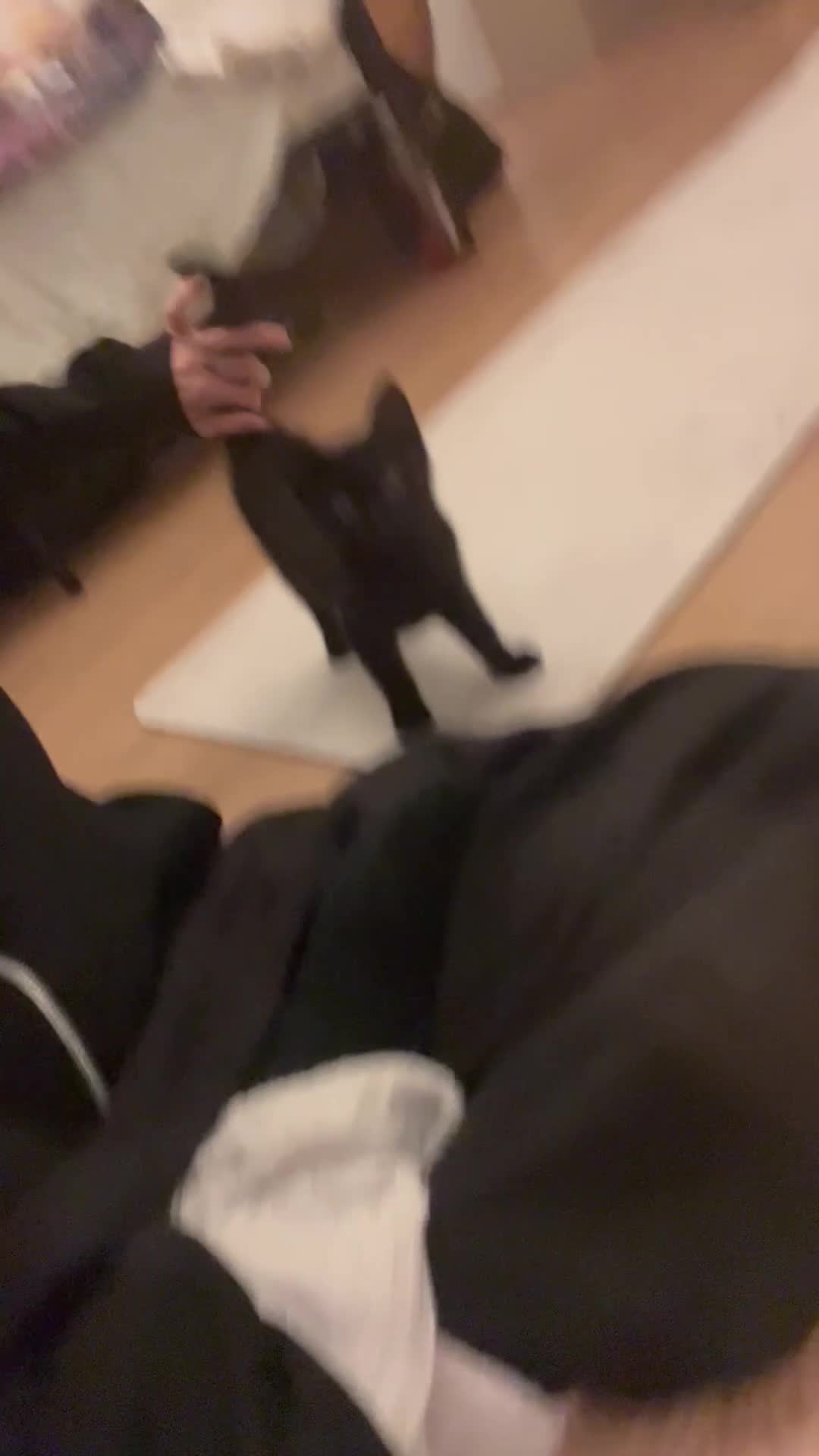 British Shorthair cats for sale: Shakira & Sphynxy  - Video 2