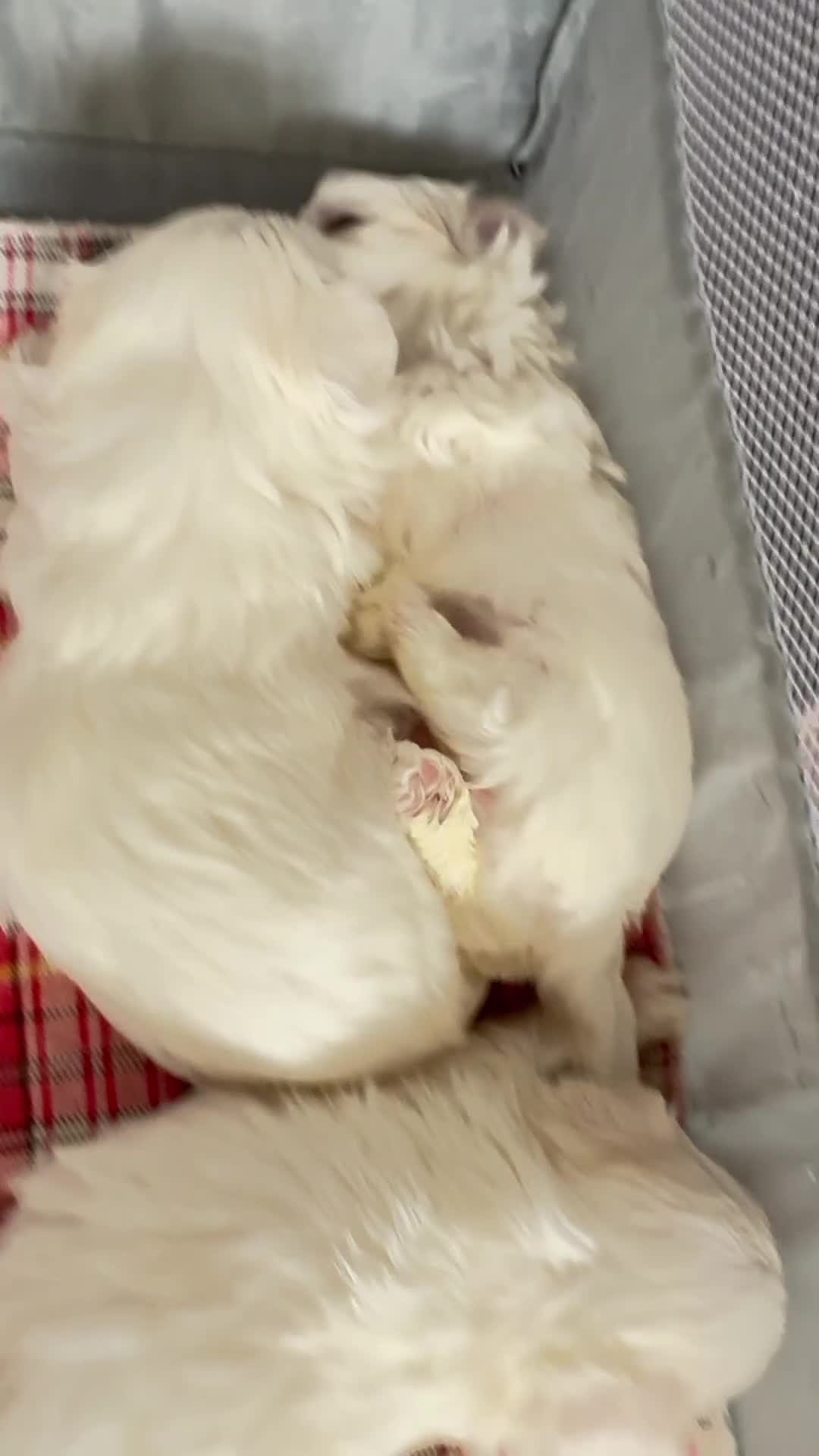 Maltese dogs for sale: Kc registered mini Maltese boy  - Video 2